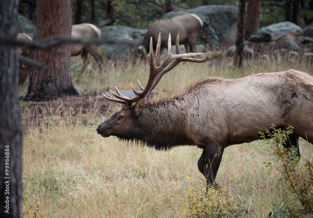 North American elk