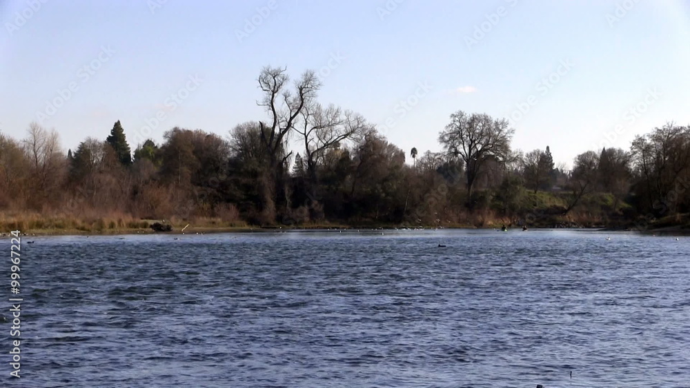 Flock Of Seagulls Taking Flight In Distance American River
Flock Of Seagulls Taking Flight In Distance American River