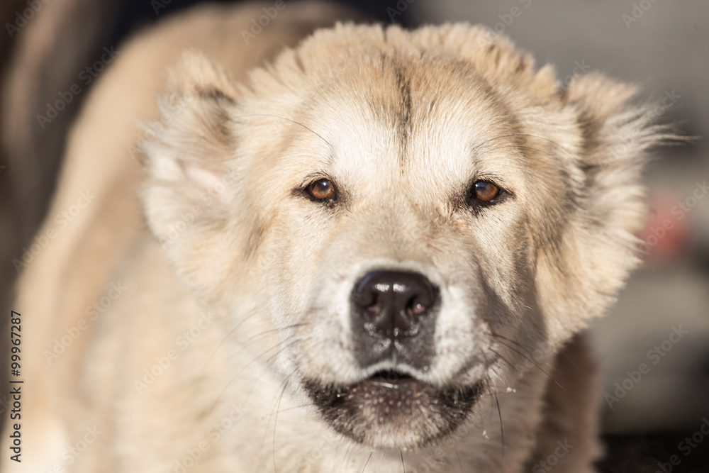 Portrait of a dog on the nature Portrait of a dog on the nature