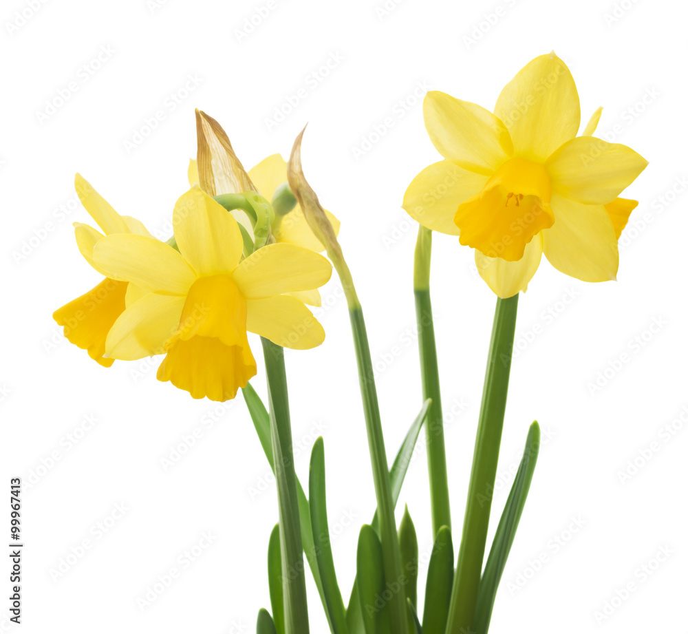 Spring floral border, beautiful fresh narcissus flowers, isolated on white background Spring floral border, beautiful fresh narcissus flowers, isolated on white background
