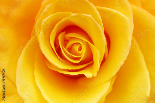 Yellow rose © tempusfugit1980