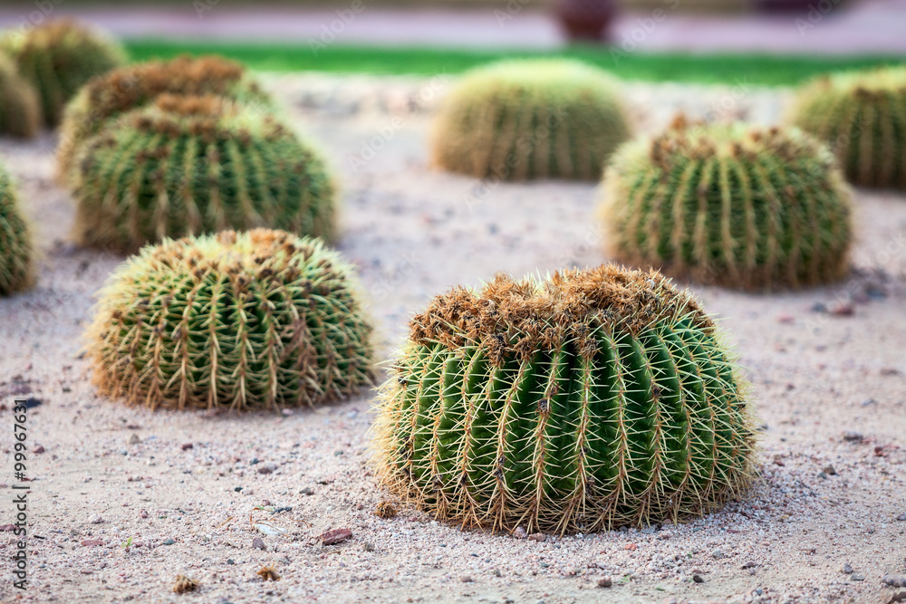 Small round cactuses growing on sandy land Small round cactuses growing on sandy land