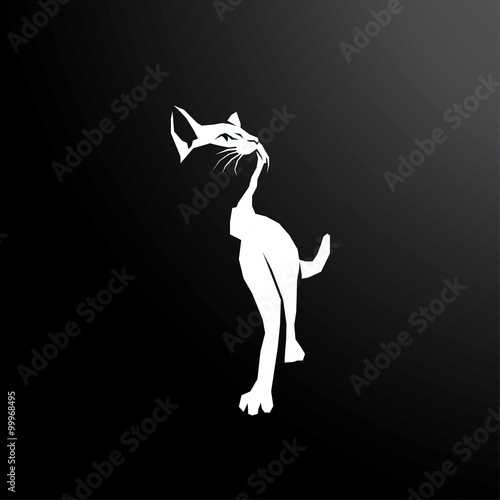 Cat in dark