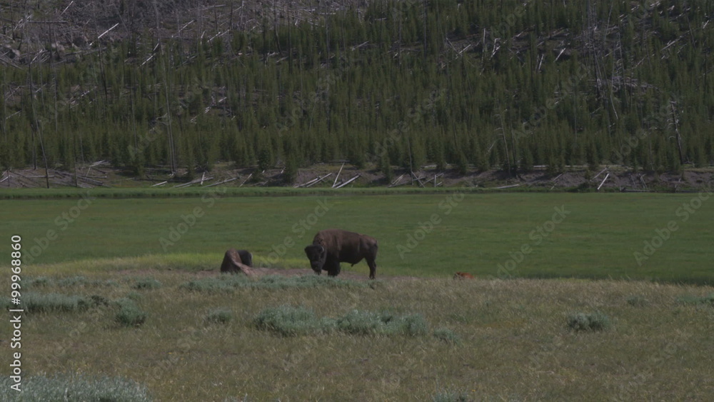 Two buffalo on a grassy plain in Yellowstone. Two buffalo on a grassy plain in Yellowstone.