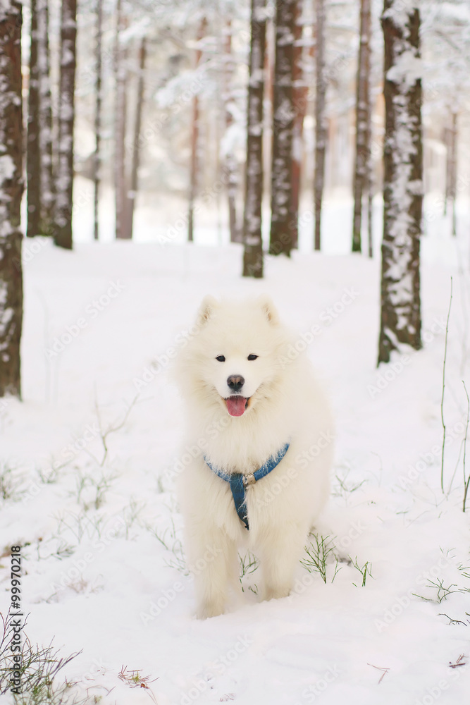 Samoyed dog staying in a snowy forest Samoyed dog staying in a snowy forest