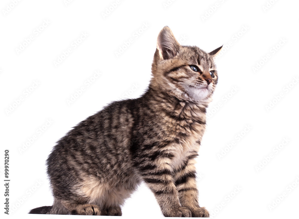 Obraz premium Portrait cat isolated