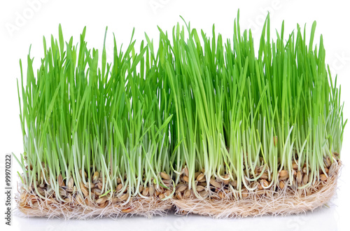 Fresh green grass sprouted grains with roots isolated on white background.