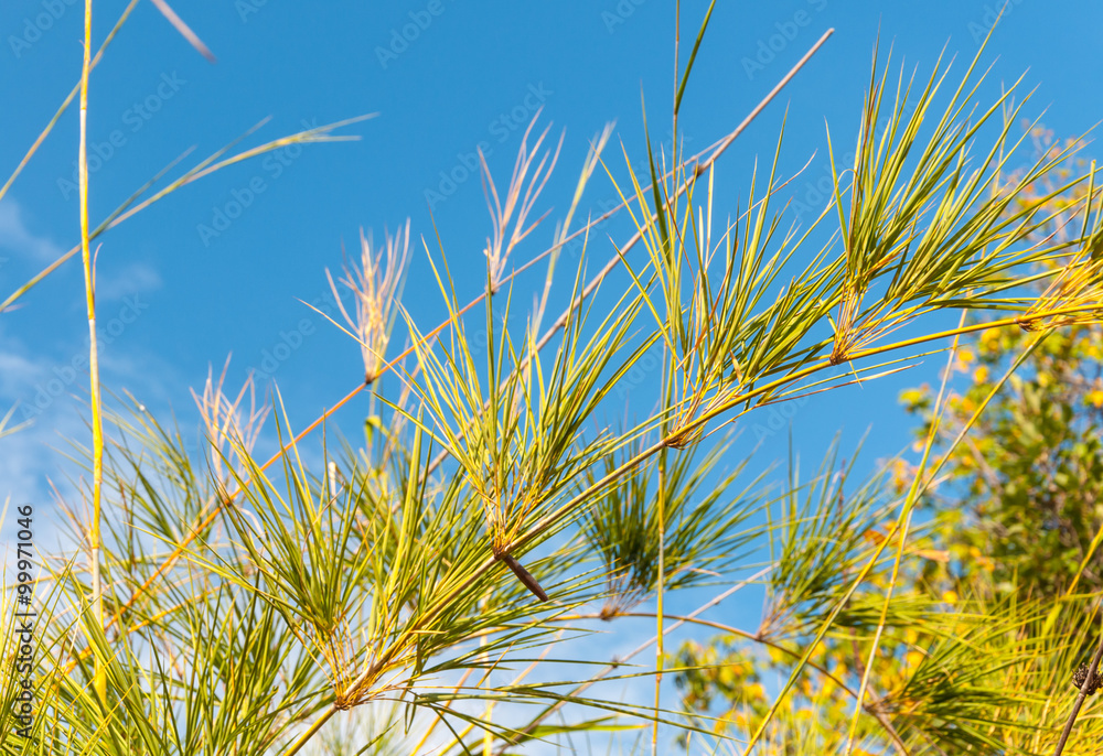 Branches of Green trees Branches of Green trees