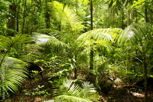 Regenwald im Daintree Nationalpark  Australien  Ostk  ste  aufgenommen im November 2015