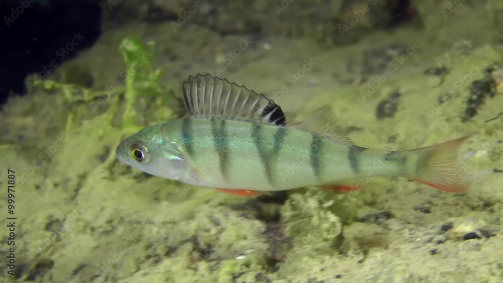 Young European perch (Perca fluviatilis) swim on a background of stones, then leaves the frame, medium shot.
Young European perch (Perca fluviatilis) swim on a background of stones, then leaves the frame, medium shot.