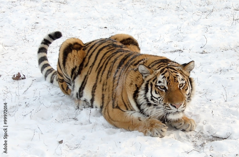 Obraz premium Tiger on snow 