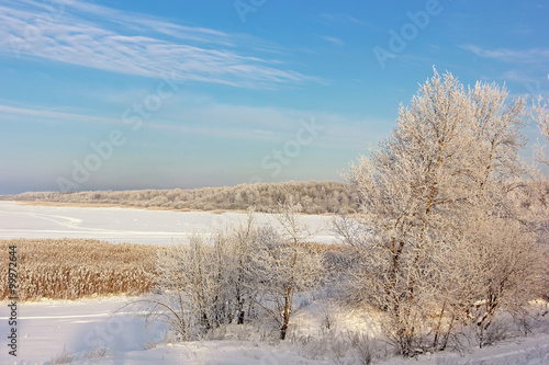 The trees covered with hoarfrost. Winter landscape.