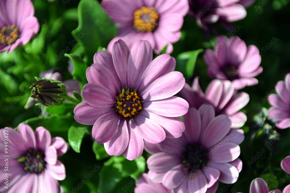 Blumen und Pflanzen Blumen und Pflanzen