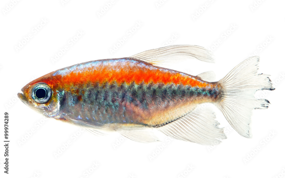 Congo tetra fish isolated Congo tetra fish isolated