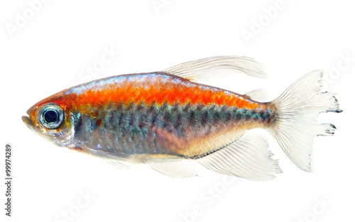 Congo tetra fish isolated