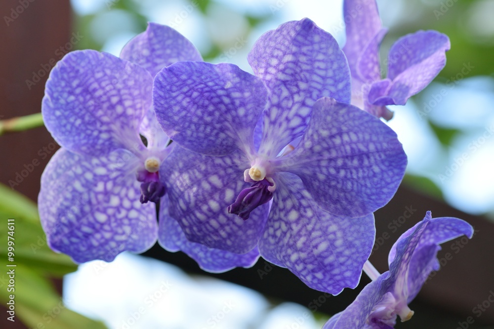 Blumen und Pflanzen Blumen und Pflanzen