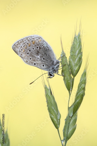 Wallpaper Mural The beauty of butterflies Torontodigital.ca