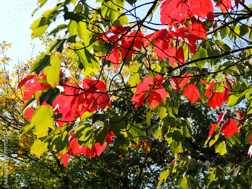 Red maple (Acer rubrum) photo