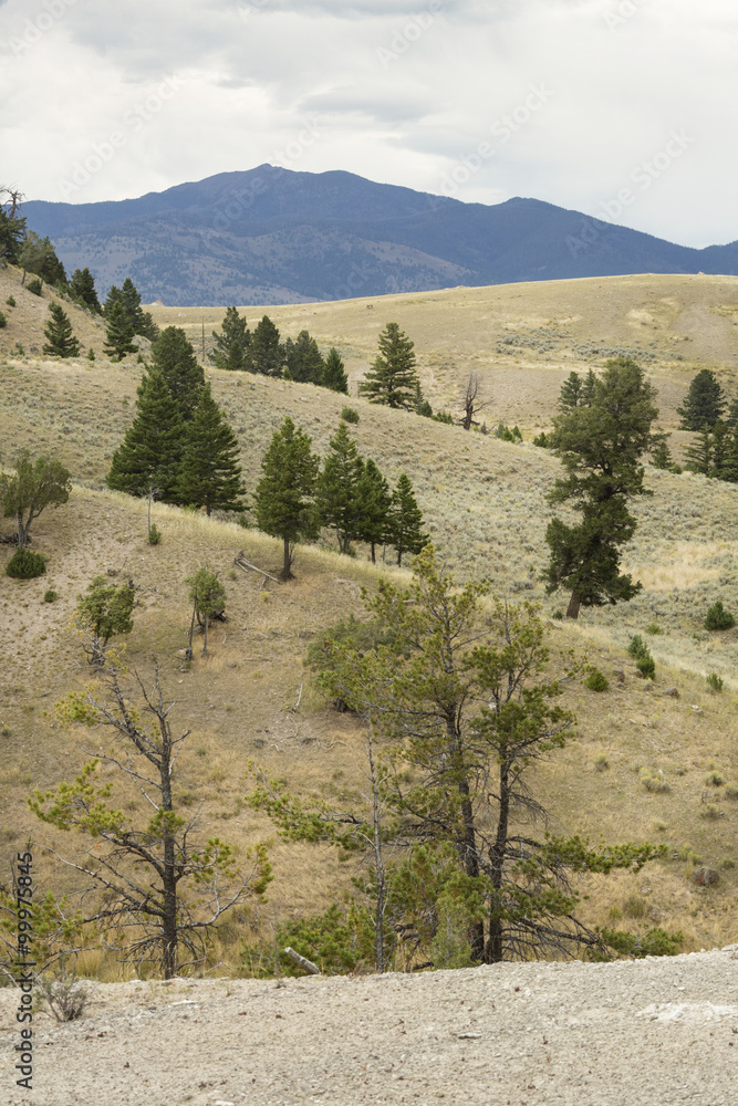 Range land with open forest on ridges, Yellowstone National Park, Wyoming.