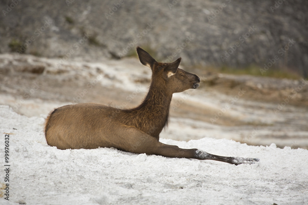 Female elk resting in lime deposits, Yellowstone. Female elk resting in lime deposits, Yellowstone.