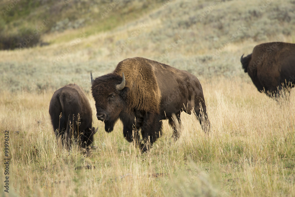 Three bison in grasslands of Yellowstone National Park, Wyoming. Three bison in grasslands of Yellowstone National Park, Wyoming.