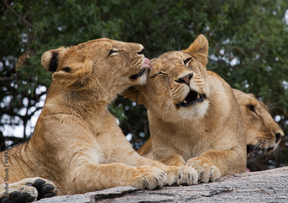 Two young lions playing with each other. National Park. Kenya. Tanzania. Maasai Mara. Serengeti. An excellent illustration. Two young lions playing with each other. National Park. Kenya. Tanzania. Maasai Mara. Serengeti. An excellent illustration.