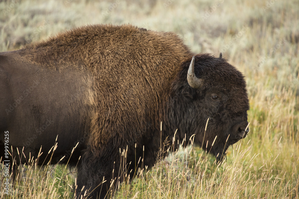 Large bison bull standing in profile, grasslands of Yellowstone, Wyoming. Large bison bull standing in profile, grasslands of Yellowstone, Wyoming.
