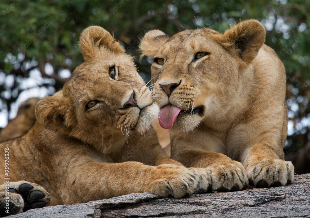 Two young lions playing with each other. National Park. Kenya. Tanzania. Maasai Mara. Serengeti. An excellent illustration. Two young lions playing with each other. National Park. Kenya. Tanzania. Maasai Mara. Serengeti. An excellent illustration.