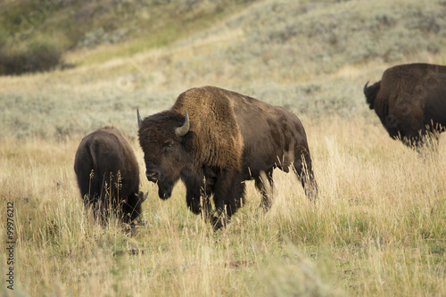 Three bison in grasslands of Yellowstone National Park  Wyoming.