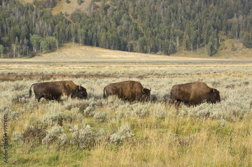 Three bison grazing in line in scrublands of Yellowstone.