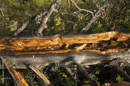 Detail of golden wood of fallen tree, Lamar Valley, Yellowstone. Fototapeta