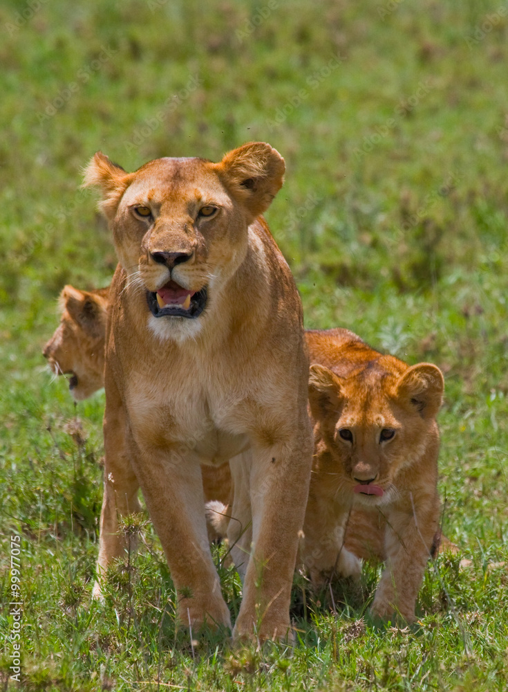 Lioness with cubs in the savannah. National Park. Kenya. Tanzania. Masai Mara. Serengeti. An excellent illustration. Lioness with cubs in the savannah. National Park. Kenya. Tanzania. Masai Mara. Serengeti. An excellent illustration.