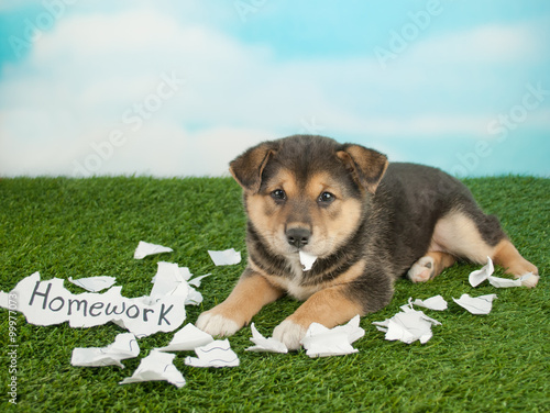 The Dog Ate My Homework