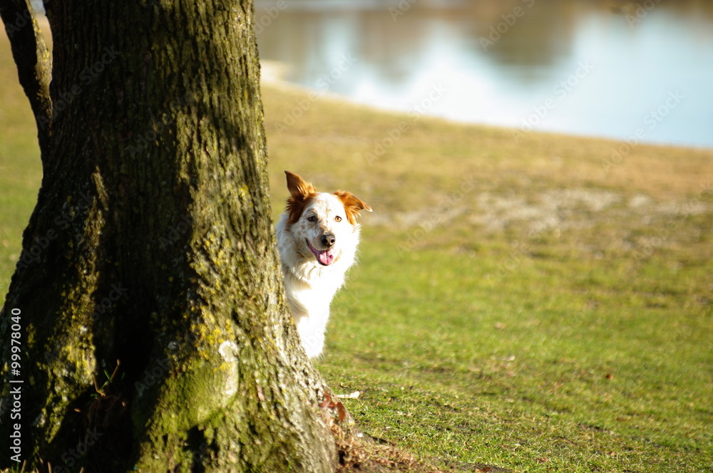 Spaziergang mit Hund Spaziergang mit Hund