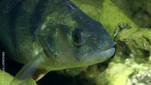 European perch (Perca fluviatilis): portrait, front view.
 photo