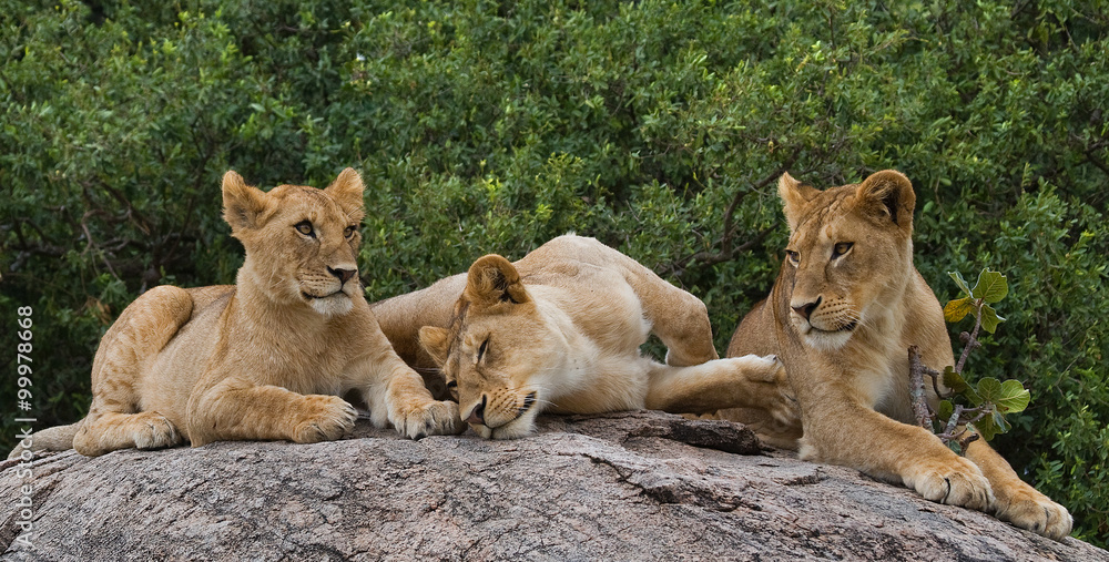 Naklejka premium Some lions lie on a big rock. Kenya. Tanzania. Maasai Mara. Serengeti. An excellent illustration.