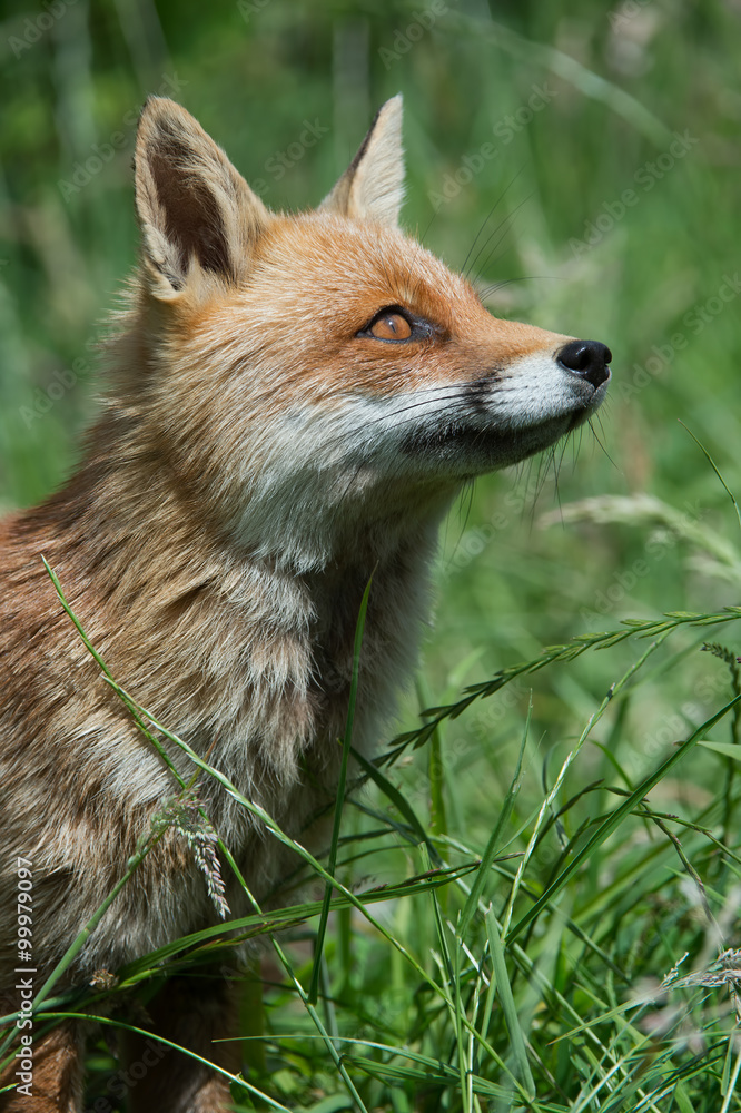 Fototapeta premium Red Fox (Vulpes Vulpes)/Red Fox in deep green grass