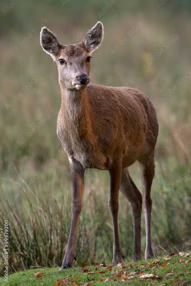 Red Deer Hind (Cervus Elaphus)/Red Deer Hind in long grass at the edge of forest