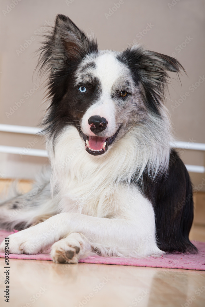 Fototapeta premium Hund in der Wohnung