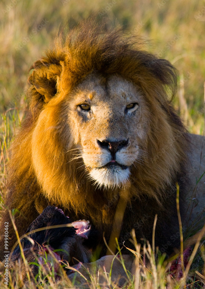 Big male lion with gorgeous mane eating prey. National Park. Kenya. Tanzania. Maasai Mara. Serengeti. An excellent illustration.