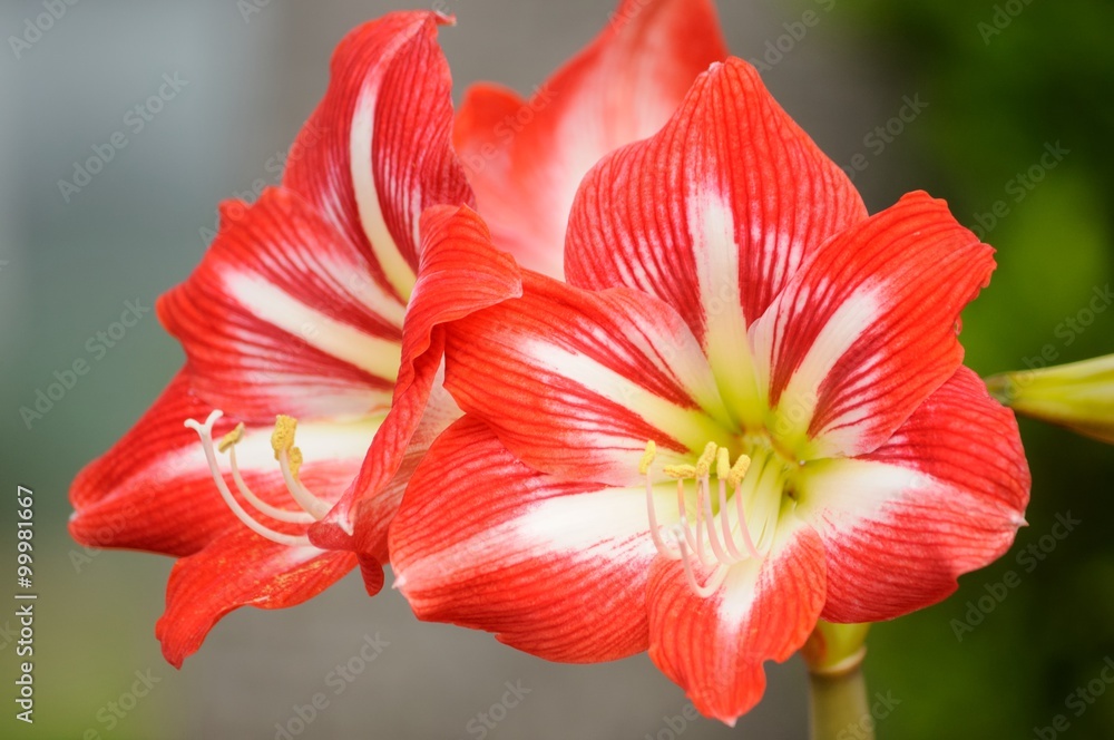 Red and white lilies.