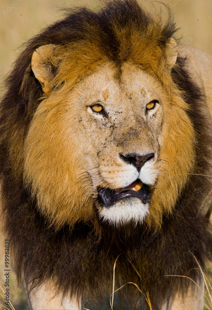 Portrait of a male lion. Kenya. Tanzania. Maasai Mara. Serengeti. An excellent illustration.