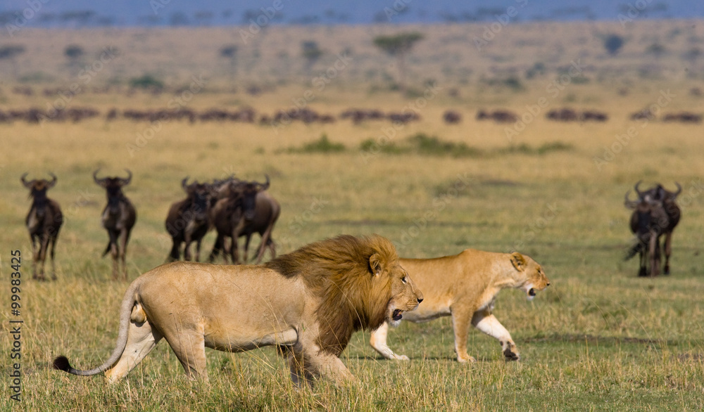 Naklejka premium Meeting the lion and lioness in the savannah. National Park. Kenya. Tanzania. Masai Mara. Serengeti. An excellent illustration.