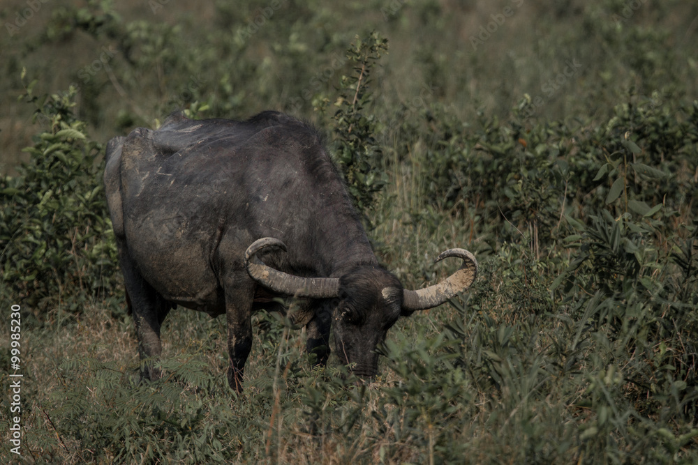 Búfalo Asiático no Pantanal do Brasil