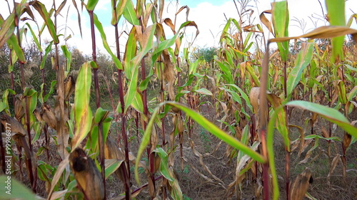 Walk path between rows fresh corn  photo