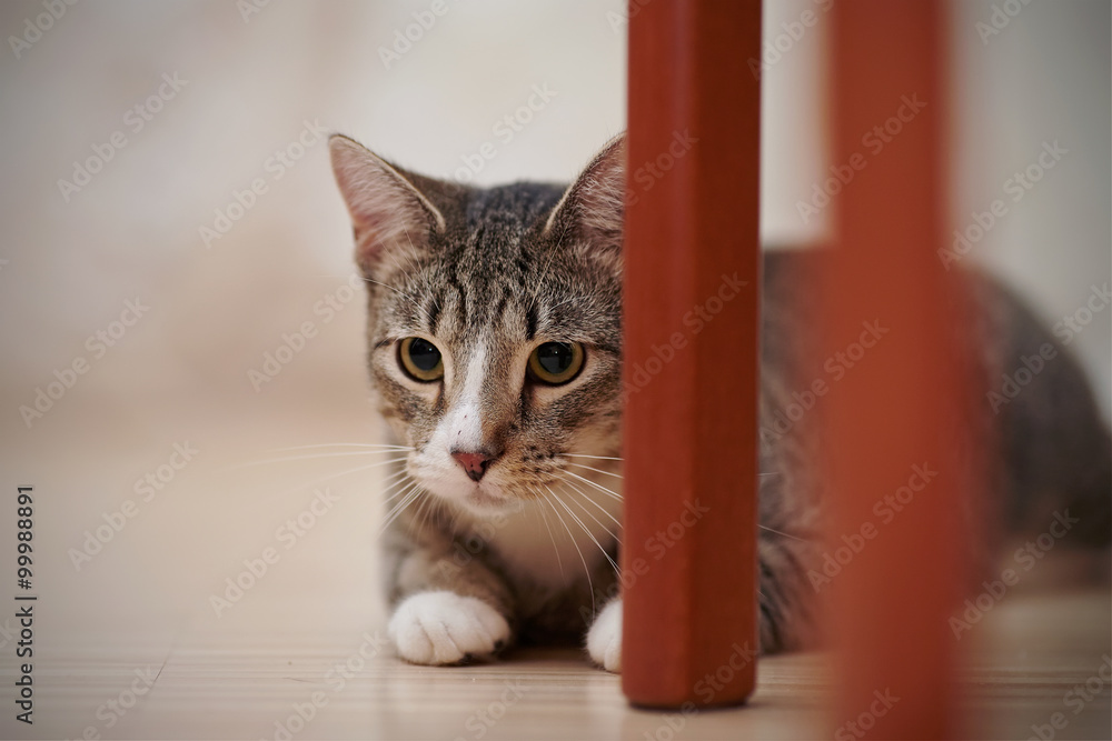 The striped cat hides behind chair legs.