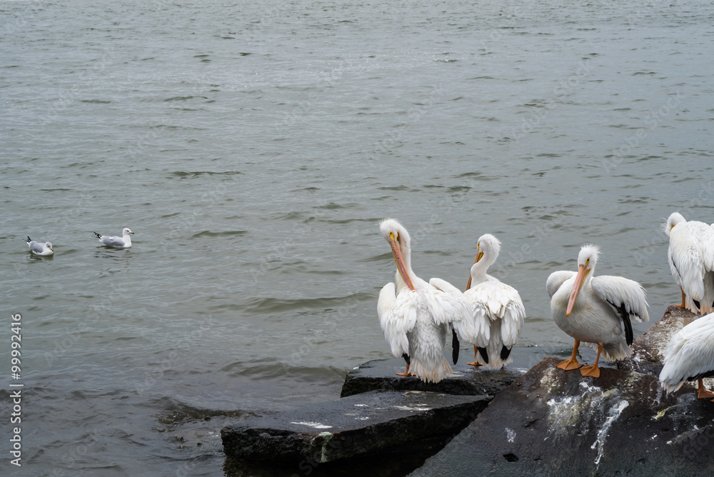 Group of great white pelicans on the rocks.