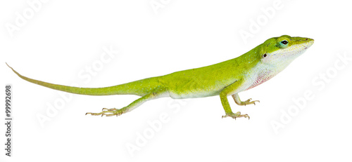 The lizard  Northern Green Anole (Anolis carolinensis carolinens