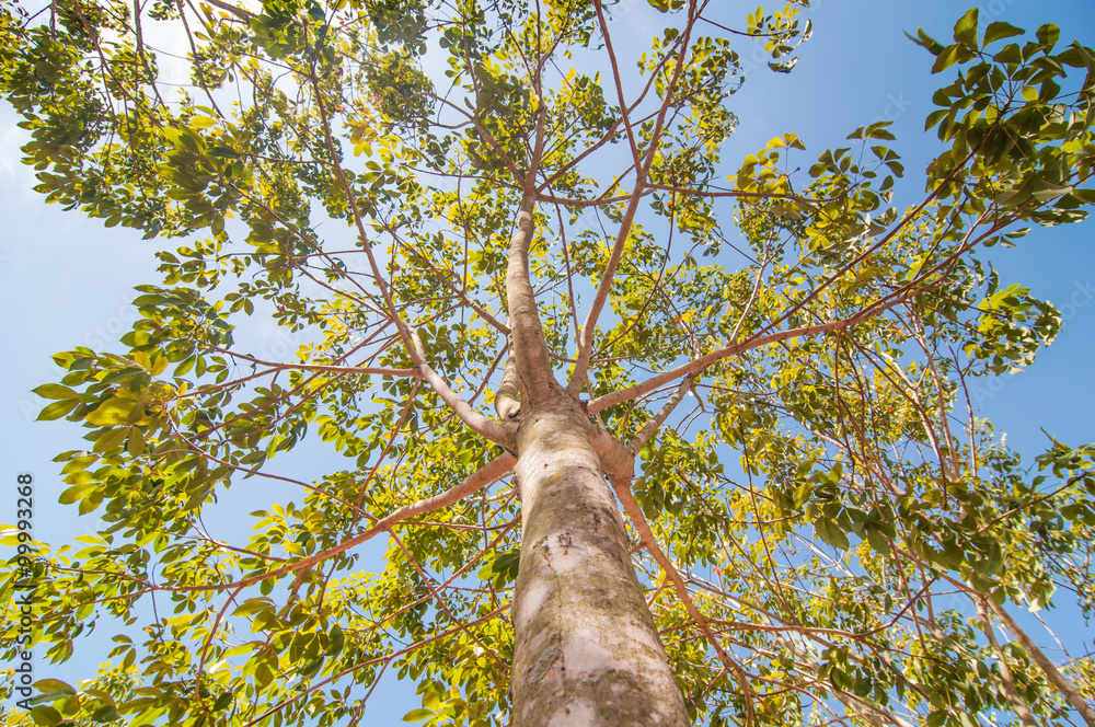 Fototapeta premium Under rubber Plantation