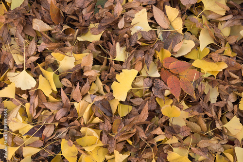落ち葉の積もった地面